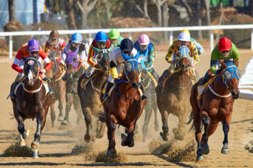 How to Compare Live Horse Racing Odds